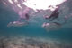 raies manta aux Maldives
