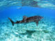 Nager avec les Requins-Baleines aux Maldives
