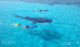 plongeurs libres nageant avec un jeune requin baleine aux maldives