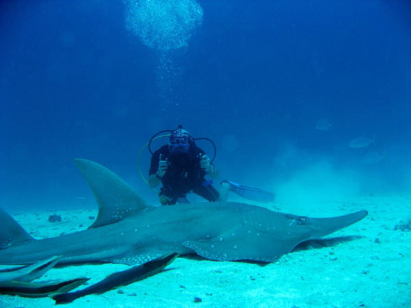 Requin Guitare - Atoll de Noonu. Maldives - Hilton Maldives Iru Fushi Requin Guitare - Atoll de Noonu. Maldives - Hilton Maldives Iru Fushi