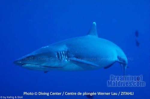 Plongee avec les requins dans l'Atoll de Noonu - Maldives Plongée avec les requins dans l'Atoll de Noonu - Maldives