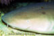 Requin nourrice. Maldives Requin nourrice. Maldives
