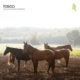 Tosca - Album Pony / No Hassle version