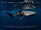 Campagne du MWSRP pour son programme de Volontariat d'étude des requins baleines 