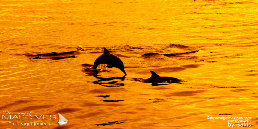 Baros Maldives Excursion Dauphins