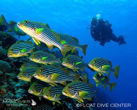 Huvafen Fushi La plongée