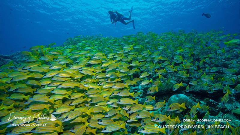 Lily Beach Maldives snorkeling La Plongée