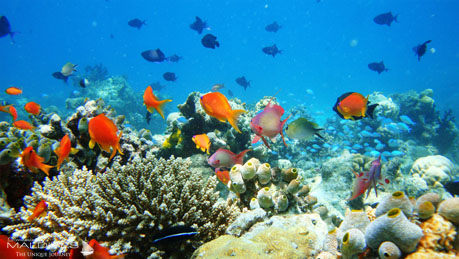 Le Snorkeling à Naladhu Maldives