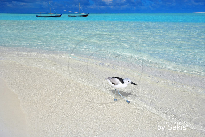 Oiseaux des Maldives Drome Ardéole ou Crabe Pluvier