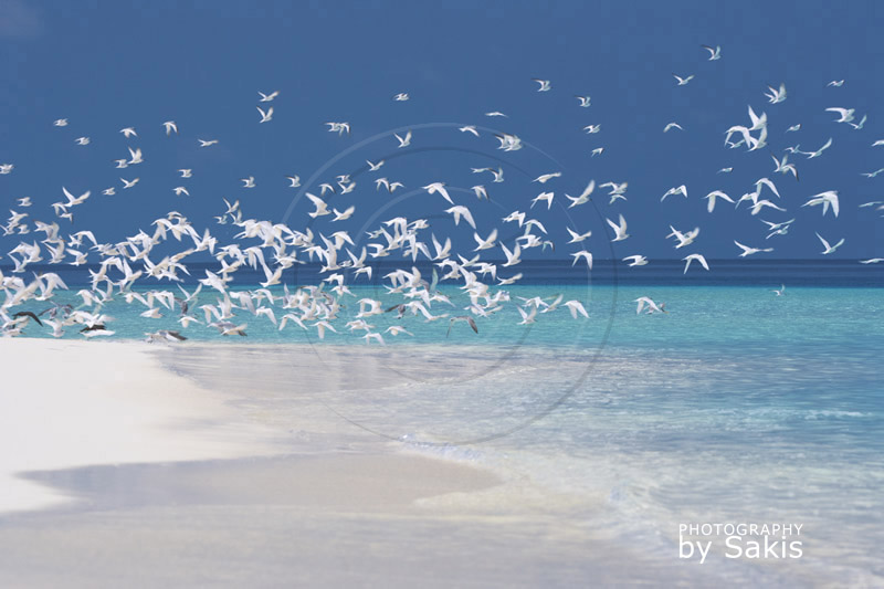 Oiseaux des Maldives | Groupe de sternes s'envolant d'un banc de sable