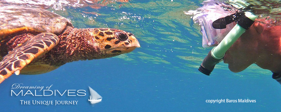 que faire aux Maldives Partir à la recherche de tortues marines et nager avec elles