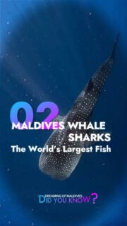 🏝️ Maldives Amazing Facts #2 – Did you know you can swim with the world’s largest fish in the Maldives ? The whale shark, a magnificent giant of the ocean.
Look… but don’t touch !
They are protected and extremely sensitive to human contact.
#maldives #whaleshark #whalesharks #sharks #marinelife #snorkeling #DidYouKnow #Amazing #amazingnature