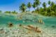 Snorkeling poissons Kihavah Maldives