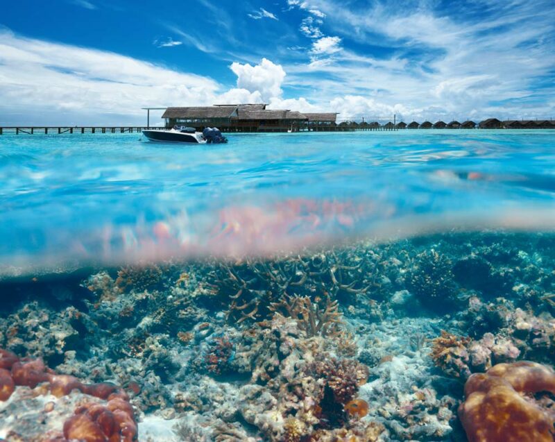 Préservation des Coraux aux Maldives : Les Hôtels Qui Aident les Récifs à Revivre