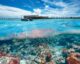 Restauration Corail aux Maldives : Les Hôtels Qui Aident les Récifs à Revivre