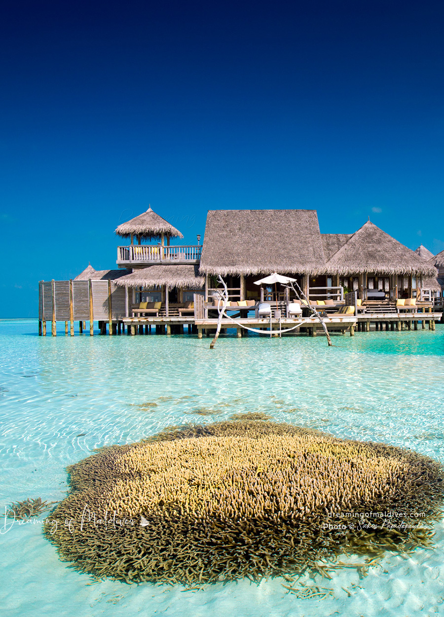 Jardin de corail devant une villa à Gili Lankanfushi Maldives