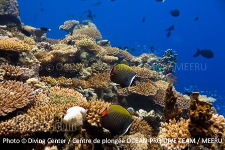 Jardin de Corail - Plongée à Meeru - Maldives