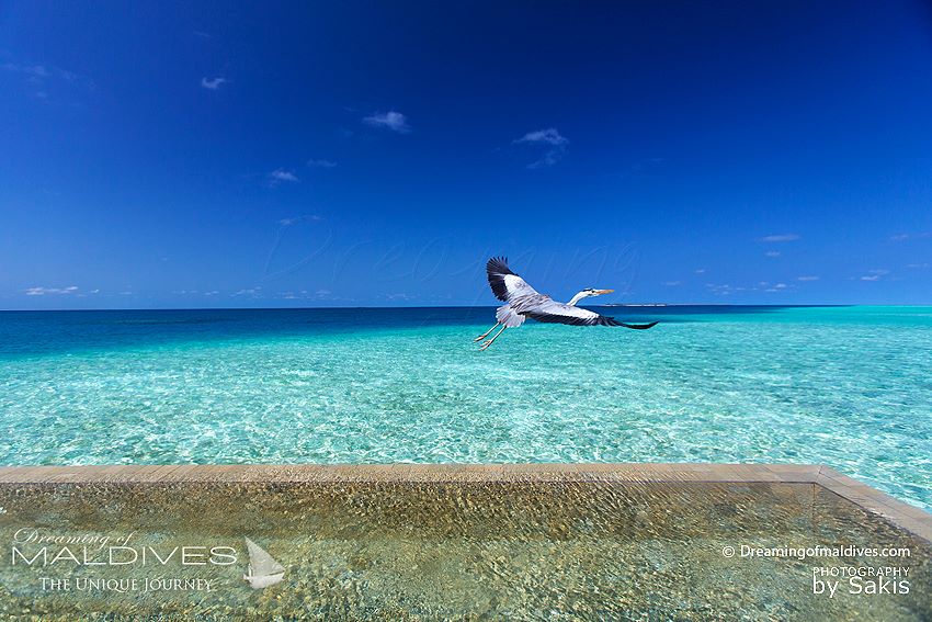 LES MALDIVES ROUVRENT LEURS FRONTIÈRES AUX TOURISTES LE 15 JUILLET