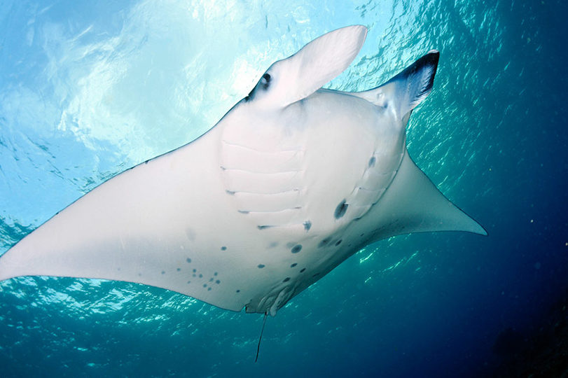 raie manta maldives