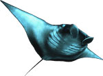 manta