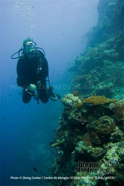 Mur Corallien. Plongée à Meeru - Maldives