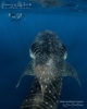 nager avec requins baleine atoll baa. meilleur atoll maldives