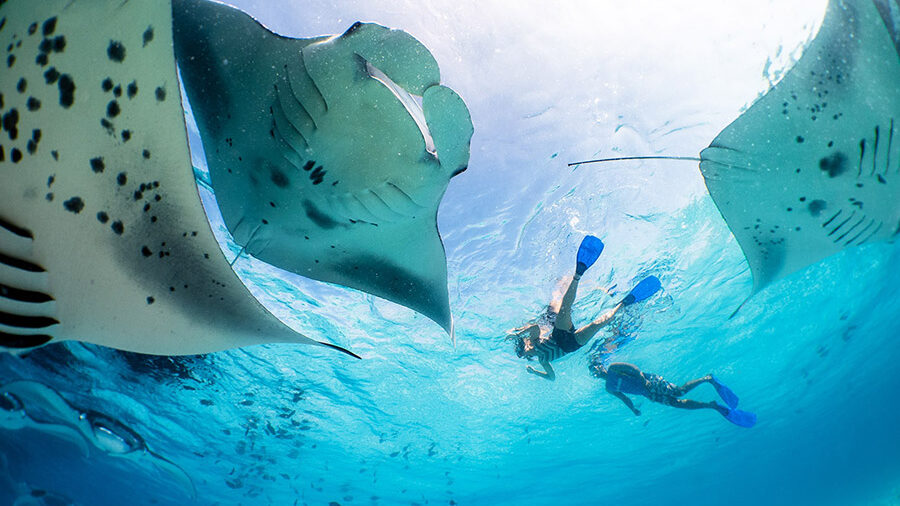 Nager avec les Raies Mantas à Hanifaru. Guide Complet