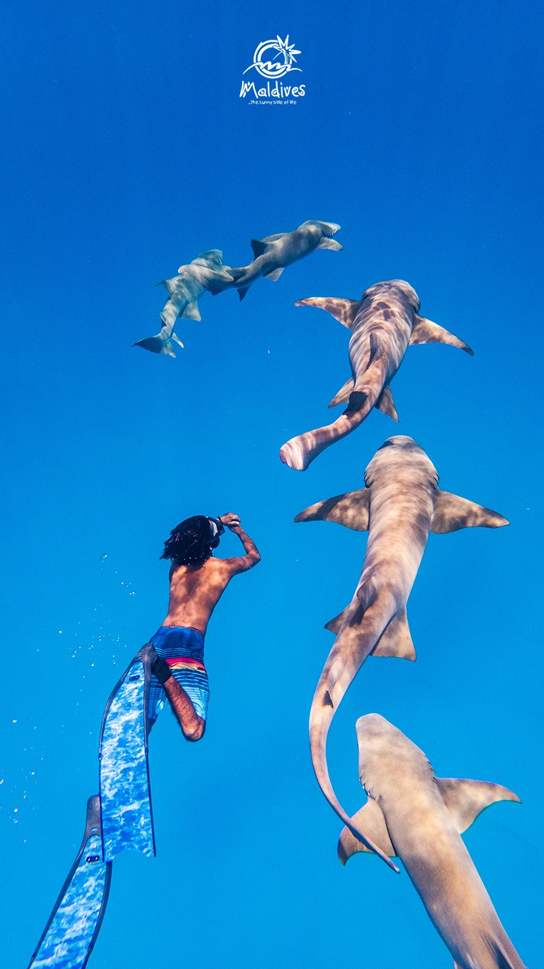 nager avec les requins nourrice aux maldives