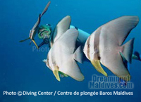 Platax . Maldives. Plongee dans l'Atoll de Male Nord