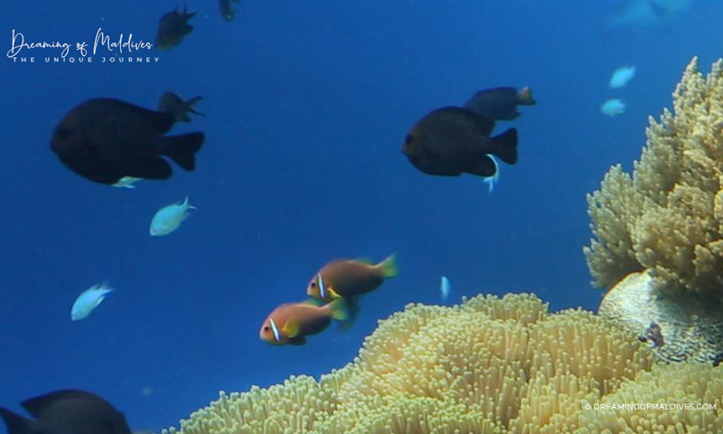 snorkeling maldives poisson clown
