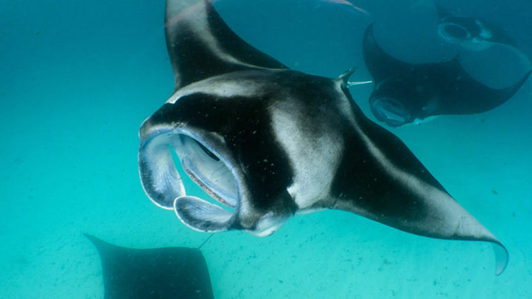 Cortège de raies Mantas à Hanifaru aux Maldives