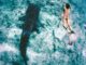SAMPA - Conrad Rangali est aussi un des meilleurs hôtels des Maldives pour nager avec les requins-baleines