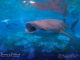 requin baleine maldives