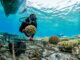 Soneva fushi et soneva Jani programme régénération corallienne, la recherche marine et la protection des récifs.