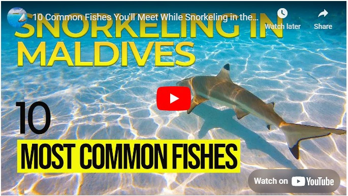 vidéos poissons snorkeling maldives