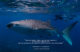 vous allez adorer l'océan et les requins baleines