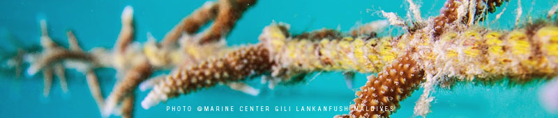 Gili Lankanfushi Maldives Coral Lines is a one-of-a-kind project and the first reef rehabilitation project in Maldives