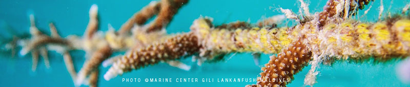 Gili Lankanfushi Maldives Coral Lines is a one-of-a-kind project and the first reef rehabilitation project in Maldives