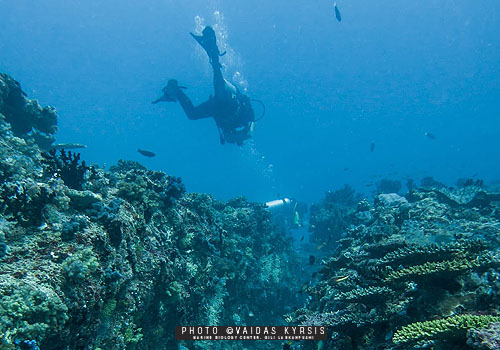 Gili Lankanfushi Maldives Diving
