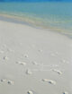 footseps on a maldivian natural island beach with fine sand