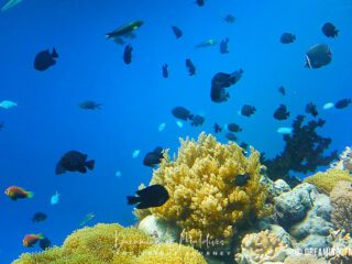 10 of the most common fishes in the Maldives snorkeling guide