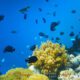 10 of the most common fishes in the Maldives snorkeling guide