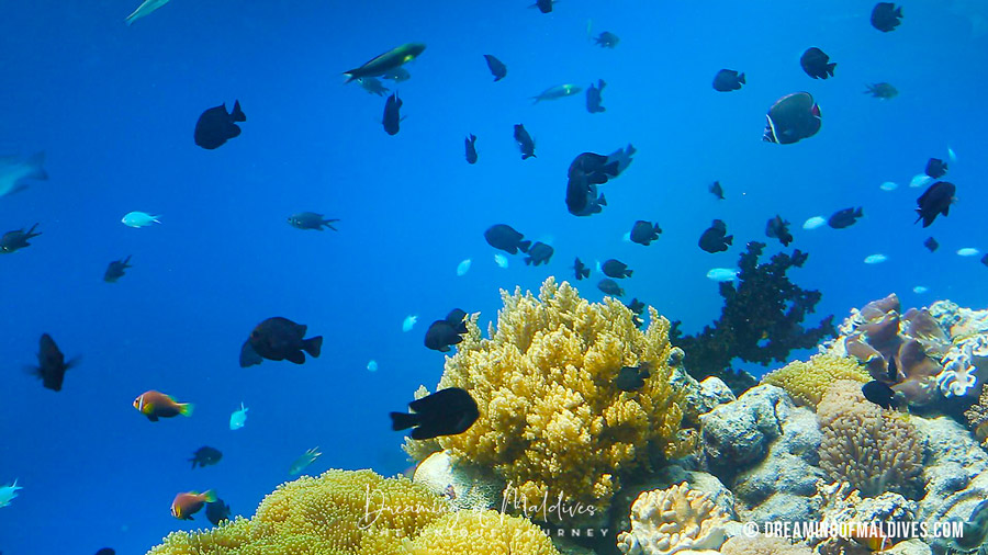 10 of the most common fishes in the Maldives snorkeling guide