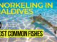 video 10 fishes snorkeling maldives