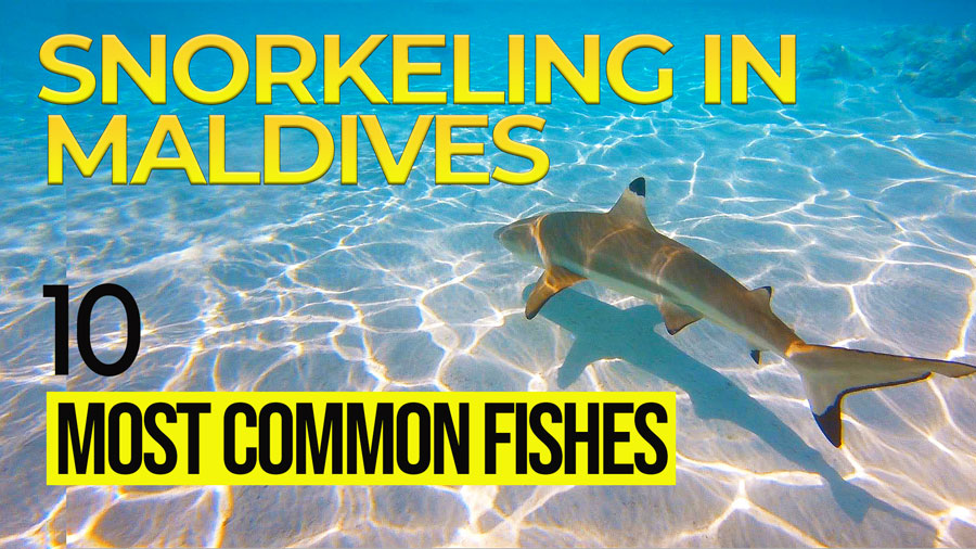 video 10 fishes snorkeling maldives