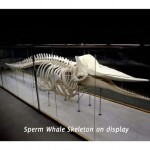Kuramathi-Eco-Centre (5) Kuramathi Eco Centre - Sperm Whale Skeleton