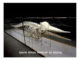 Kuramathi Eco Centre - Sperm Whale Skeleton