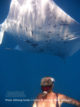 Manta encounter during snorkeling in Maldives