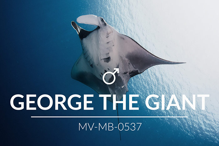 adopt a manta maldives