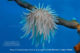anemone Anemone - Diving at Meeru Island Resort, Maldives North Male Atoll. Ocean Pro